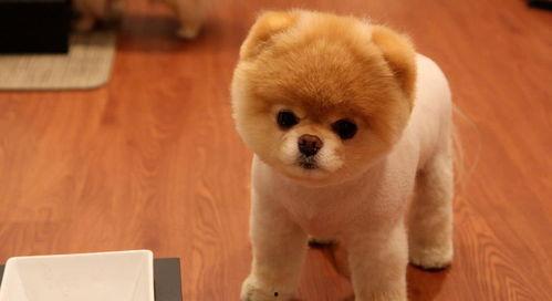 娱乐吃瓜酱精神抚慰犬,陪你度过欢乐时光